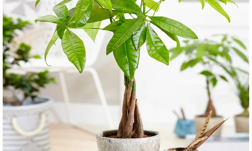 Cây kim ngân là gì?