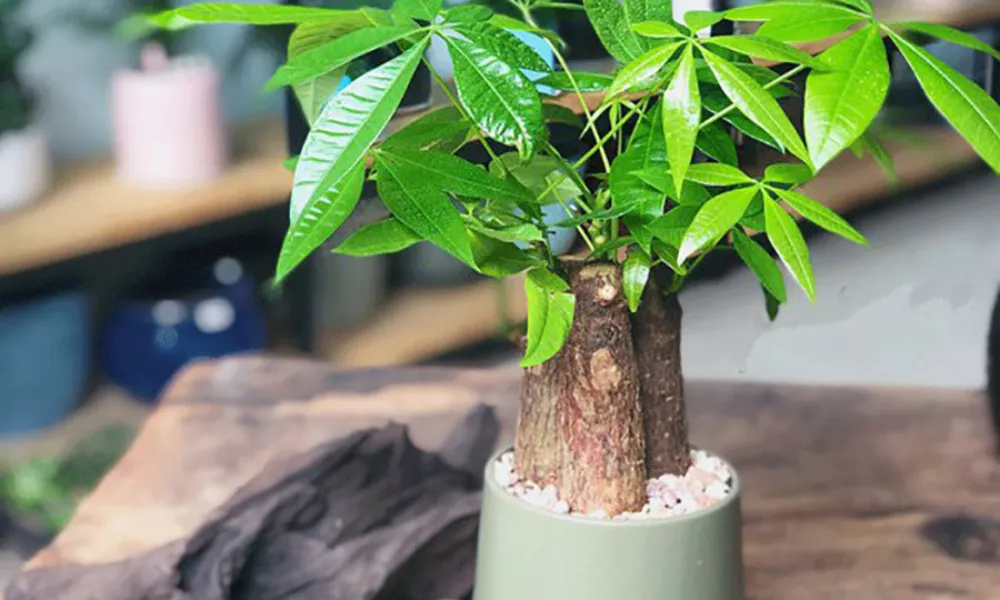 Đặc điểm của cây kim ngân