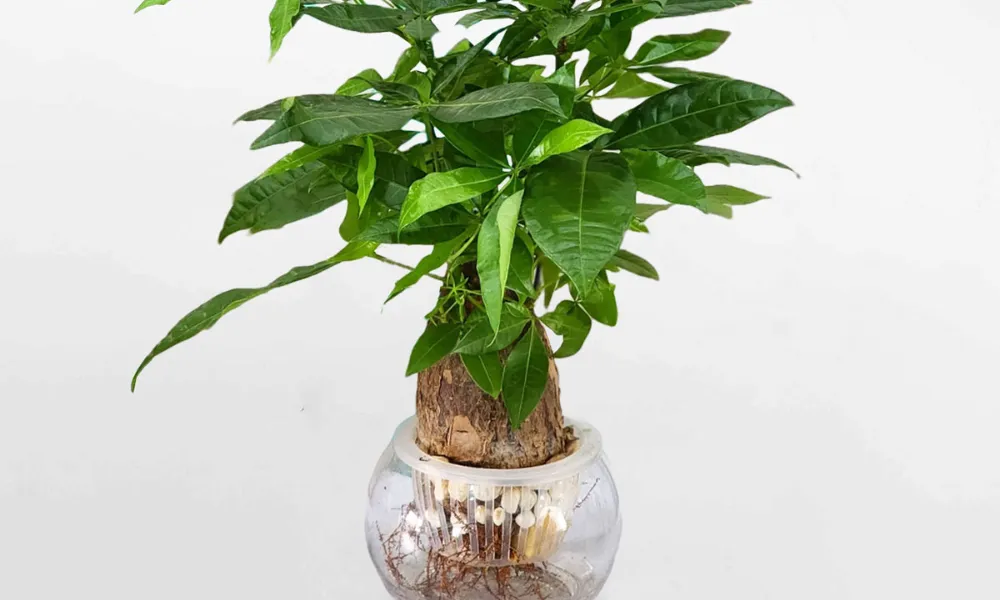 Cây kim ngân thủy sinh