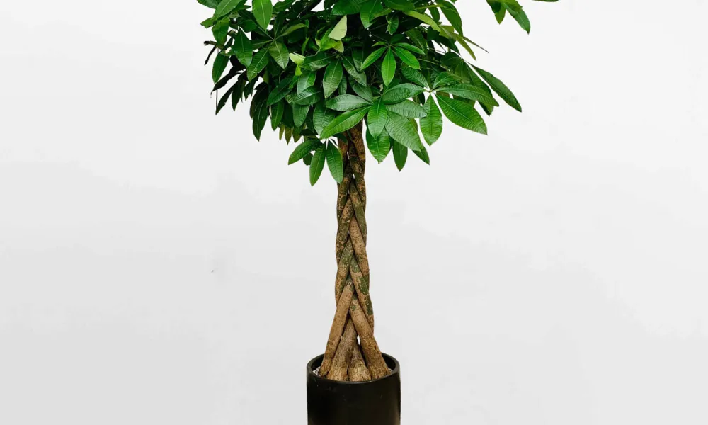 Cây kim ngân thắt bím