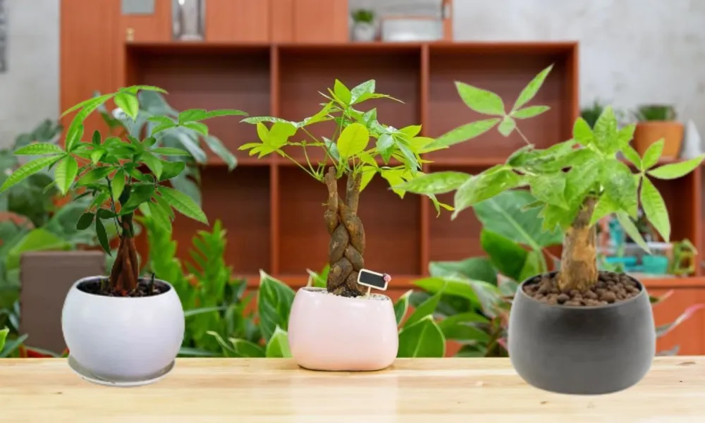 Cây kim ngân có độc không?