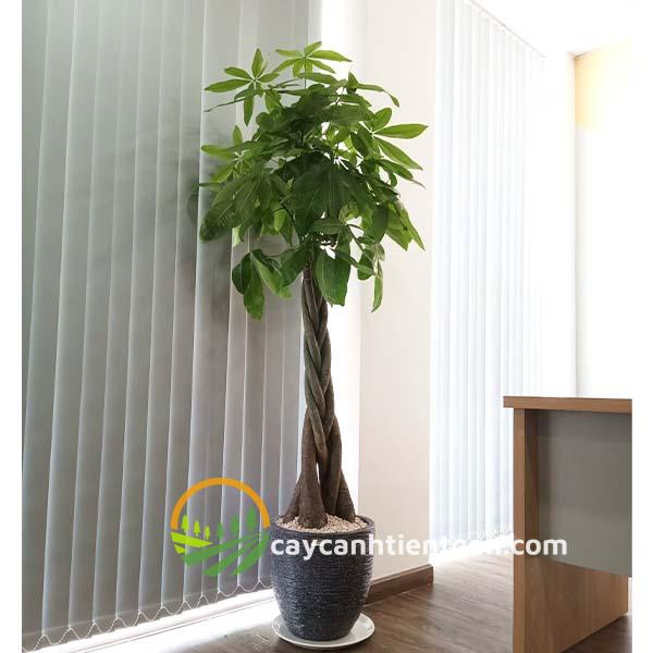 Cây Kim Ngân Hoa Đỏ: Hướng Dẫn Trồng, Chăm Sóc Toàn Diện