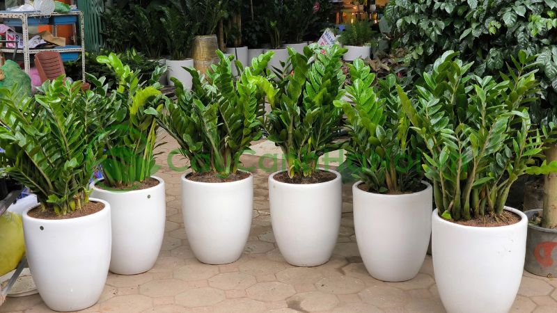 Cây Hoa Sứ Trong Phong Thủy: Ý Nghĩa, Vị Trí Đặt Và Cách Chăm Sóc Chuẩn