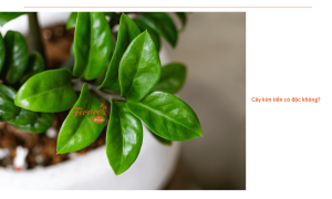 Cây kim tiền có độc không? Những lưu ý khi trồng cây kim tiền