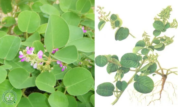 Mẫu cây kim tiền thảo đang trong giai đoạn phát triển ổn định