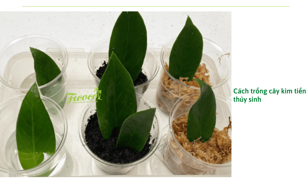 cach-trong-cay-kim-tuyen-thuy-sinh