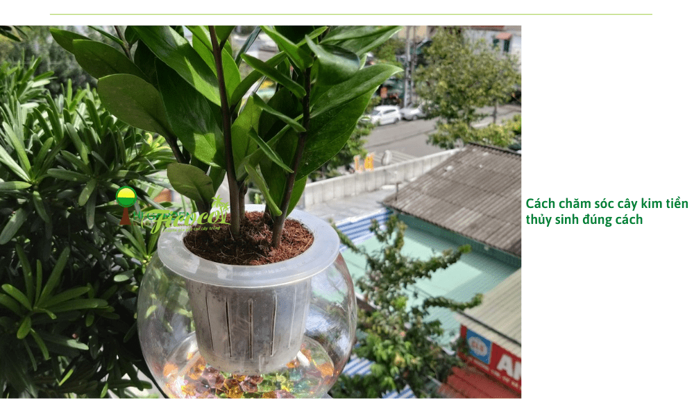 cach-cham-soc-cay-kim-tien-thuy-sinh
