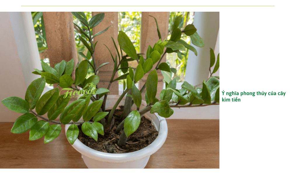cay-kim-tien-thuy-sinh