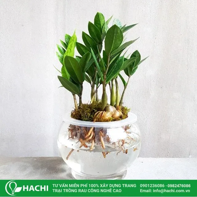 Cách trồng cây kim tiền thủy canh