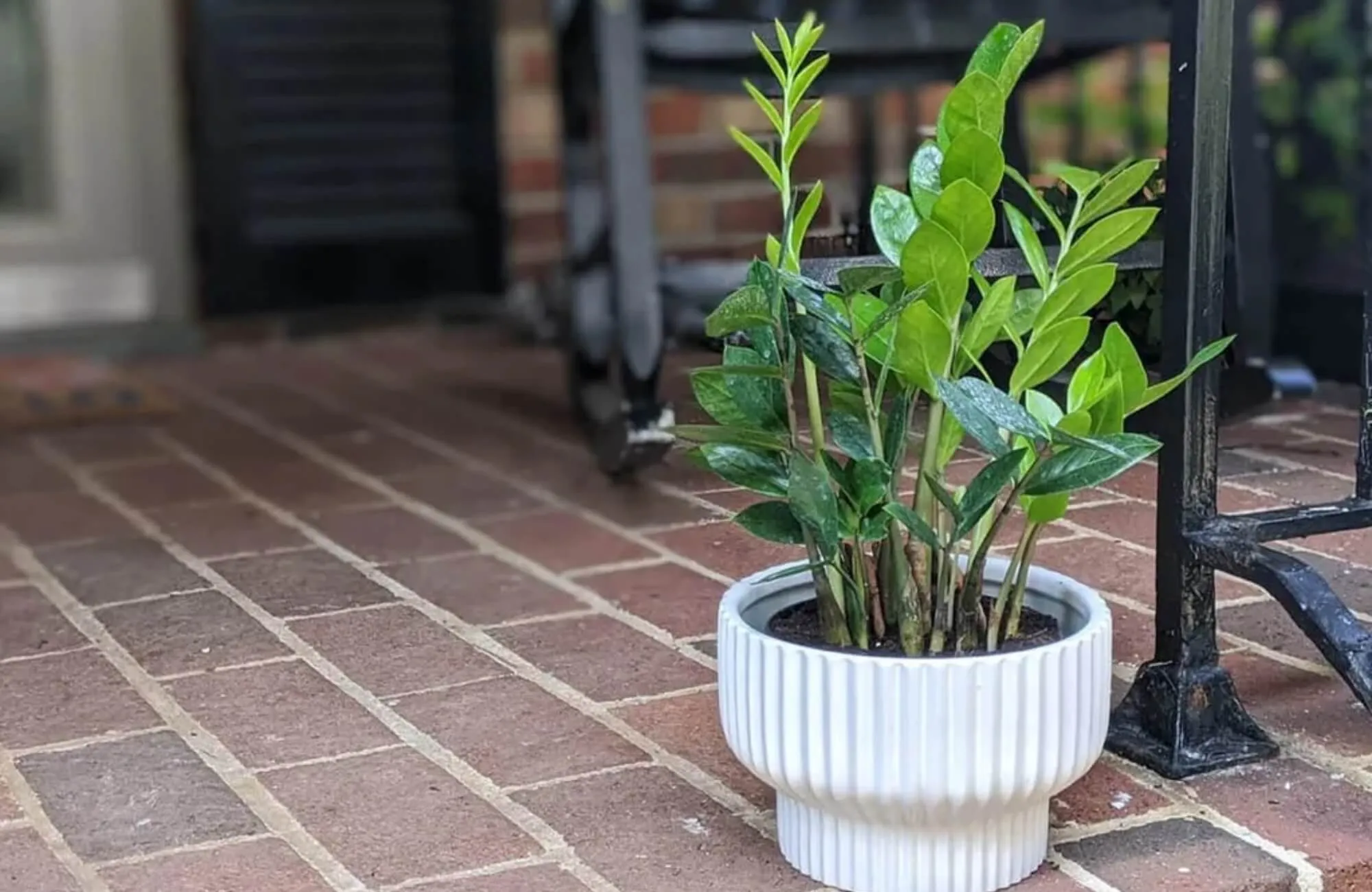 Cây Kim Tiền trồng trước nhà