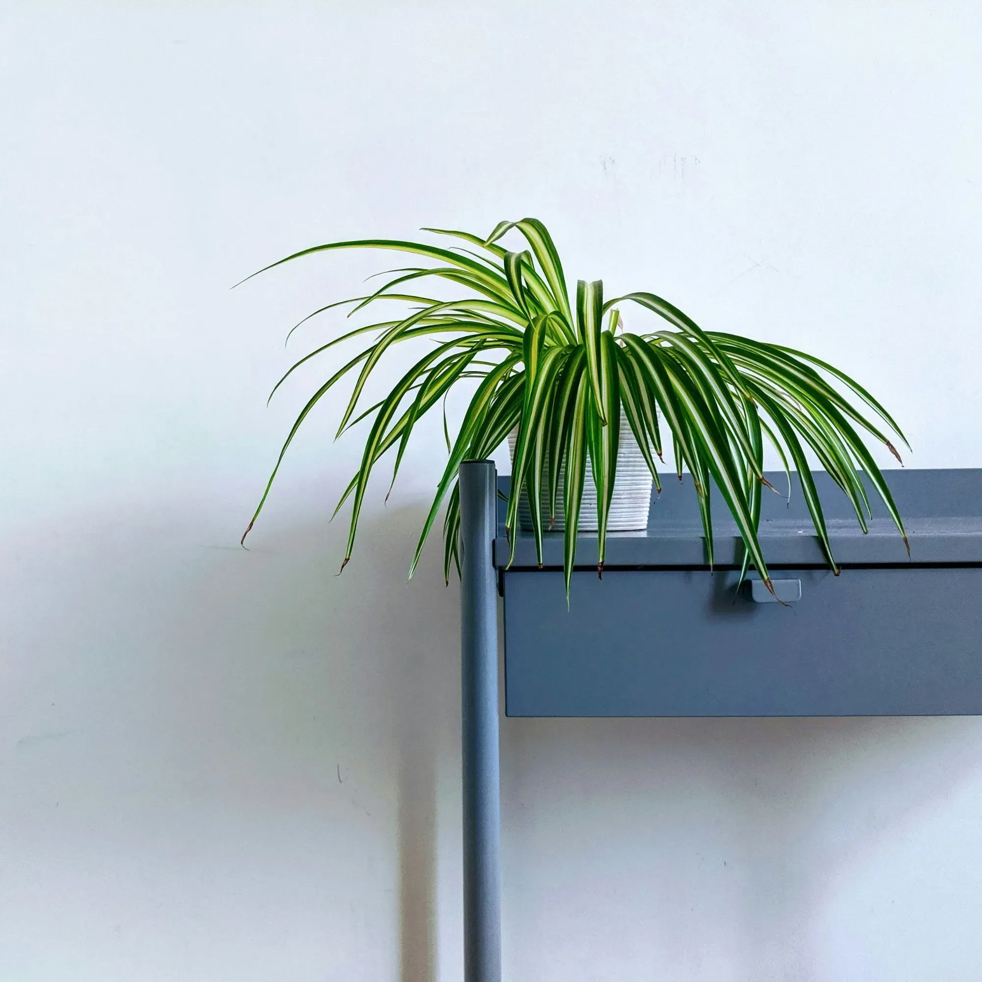 Cây lan chi với đặc tính lọc khí mạnh mẽ