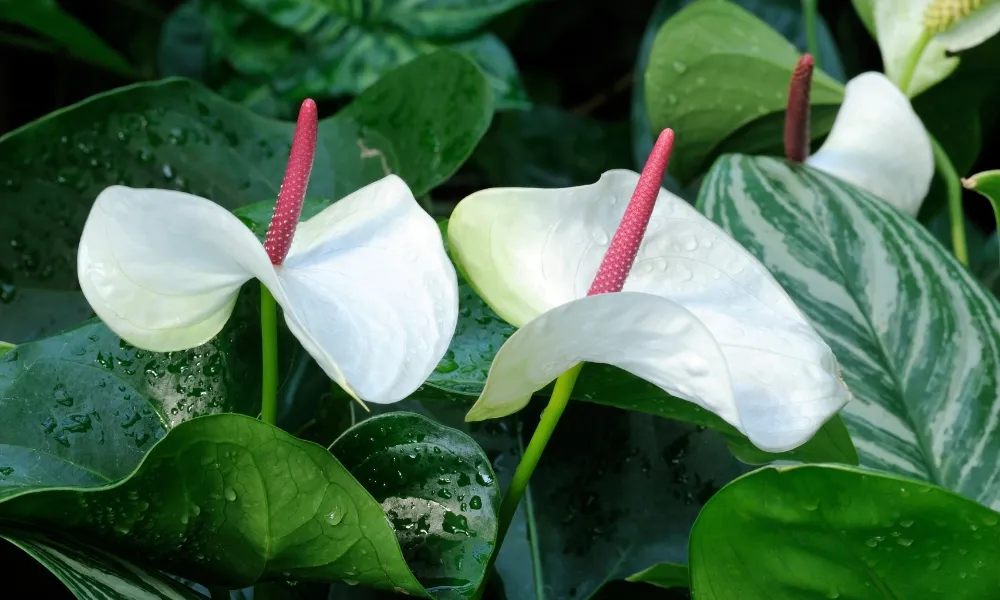 Cây lan ý mang lại vẻ đẹp bình yên cho không gian