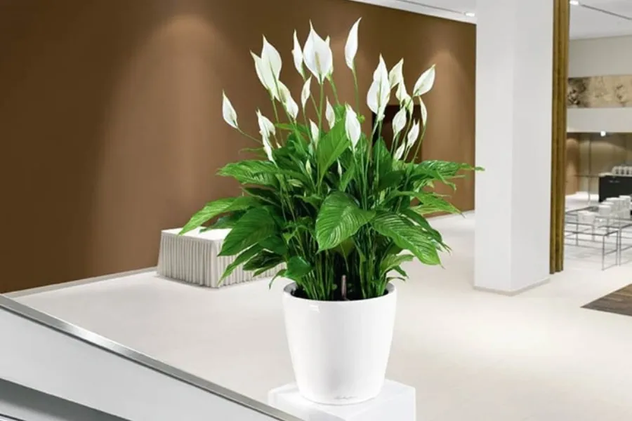 Cây lan ý chậu lớn PITO