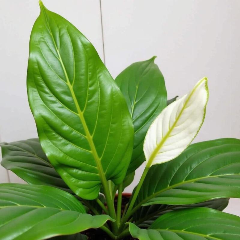 Cách Trồng và Chăm Sóc Cây Bông Trang Đúng Chuẩn: Hướng Dẫn Chi Tiết Từ A-Z