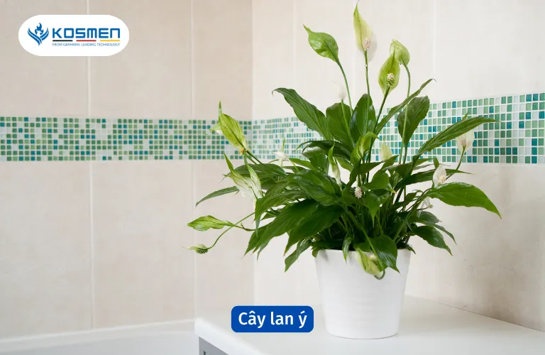 Cây lan ý hút mùi hôi và thanh lọc không khí
