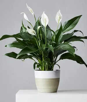 Cây lan ý nhỏ PITO