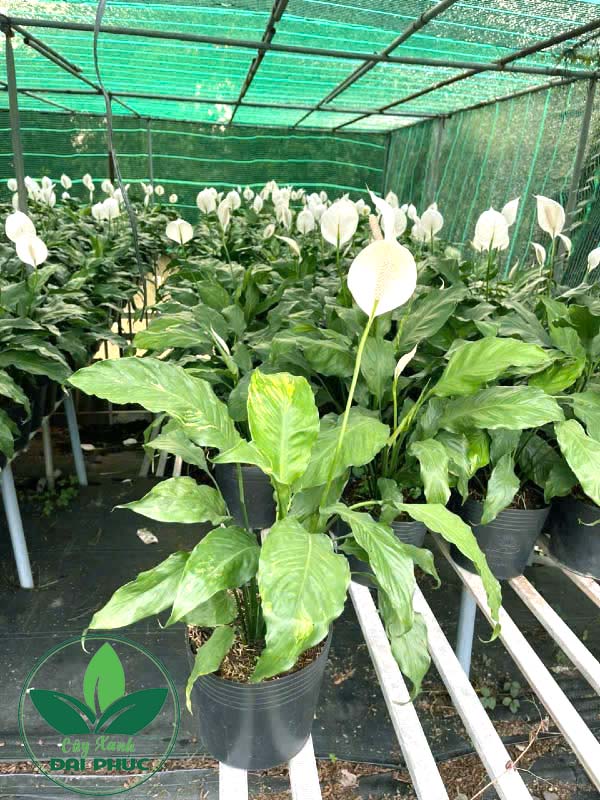 Ý Nghĩa Của Các Loại Trái Cây Phong Thủy Mang Lại May Mắn, Tài Lộc Cho Gia Đình