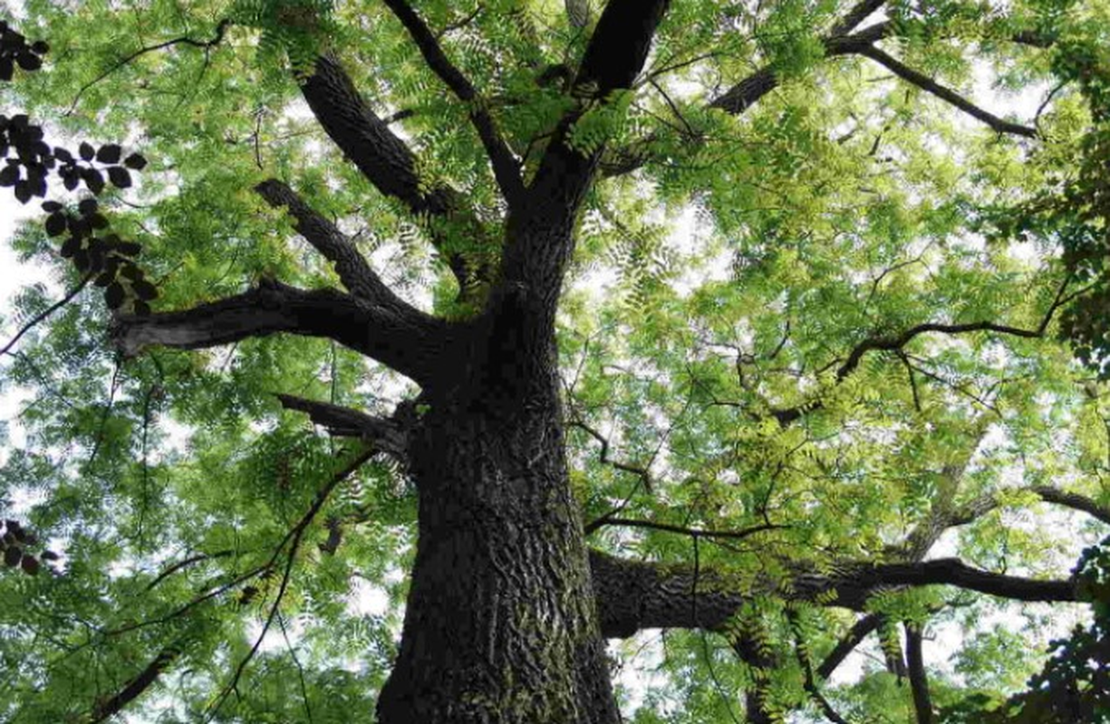 Cây Lát Là Cây Gì? Giải Mã "Vàng Xanh" Quý Giá Trong Ngành Gỗ Việt