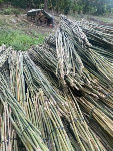 Cây Le Là Cây Gì? Khám Phá Loài Tre Nứa Đa Dụng Ít Ai Biết Đến