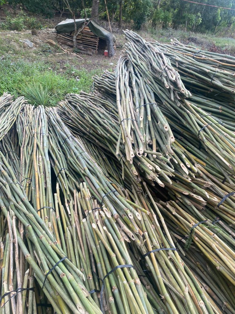 Cây Le Là Cây Gì? Khám Phá Loài Tre Nứa Đa Dụng Ít Ai Biết Đến