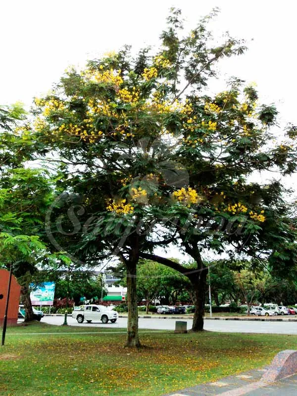 Lim Xẹt là lựa chọn hàng đầu để trồng lấy bóng mát tại công viên