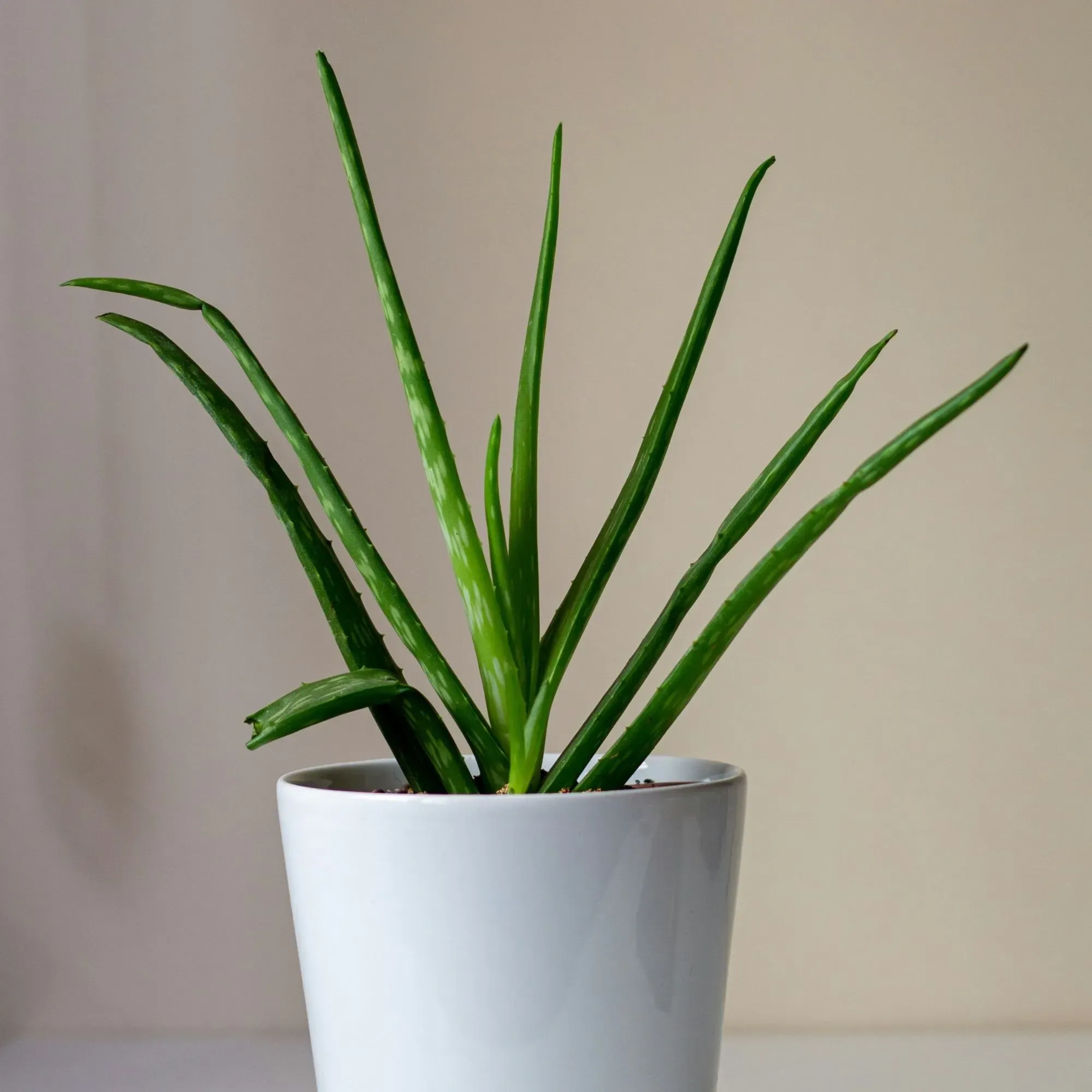 Cây lô hội lá dày, màu xanh nhạt