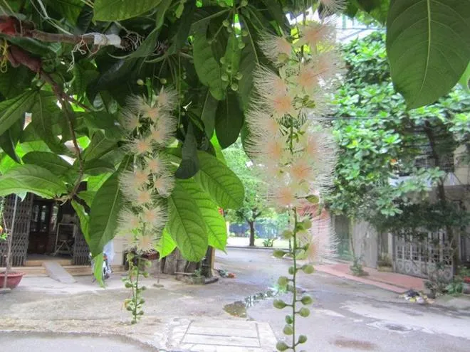 Vẻ đẹp dịu dàng của hoa lộc vừng trắng khoe sắc trong nắng sớm