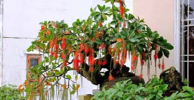 Cây lộc vừng cổ thụ với thế dáng đẹp mắt được giới chơi cây cảnh săn đón