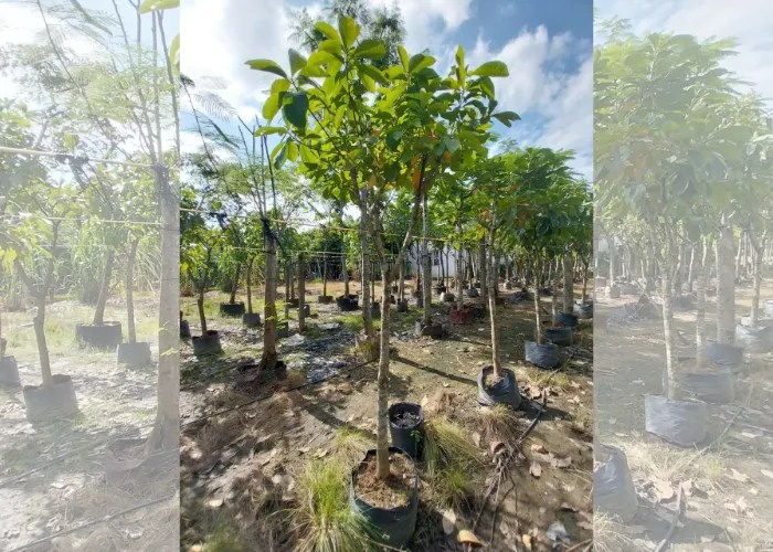 Trồng Cây Lộc Vừng Trước Nhà Có Tốt Không? Ý Nghĩa, Cách Trồng Và Chăm Sóc Chuẩn Phong Thủy