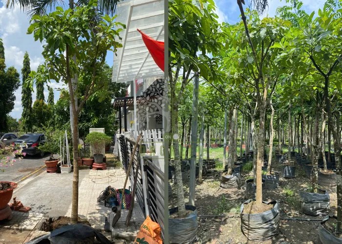 Cây Ăn Quả Trồng Trước Nhà: Lựa Chọn Mang Lại Tài Lộc Và Bóng Mát