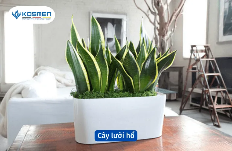 Cây lưỡi hổ chống ẩm và cải thiện không gian sống