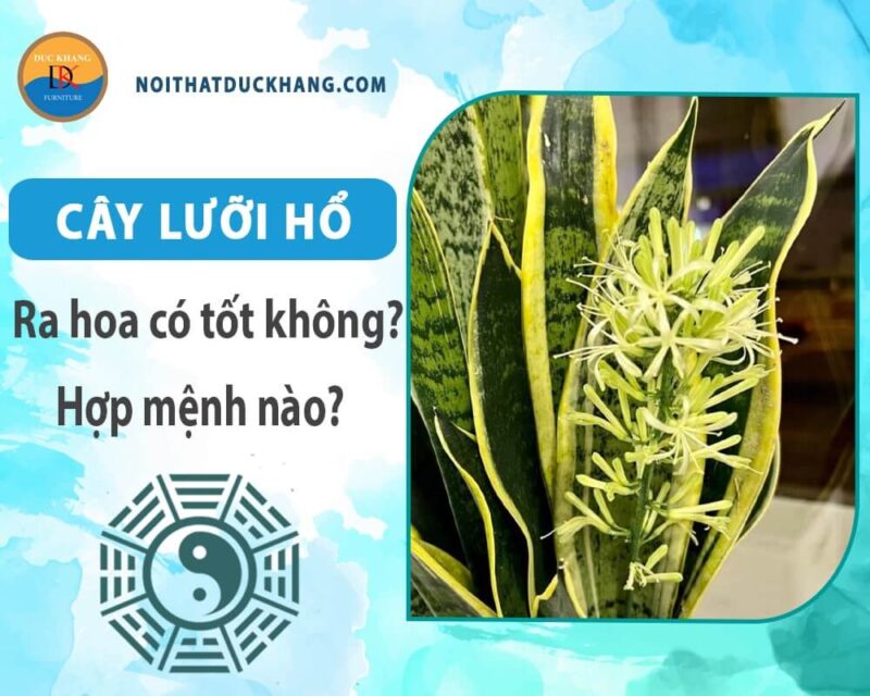 Cây Lưỡi Hổ Nở Hoa Có Tốt Không Và Những Ý Nghĩa Đại Cát