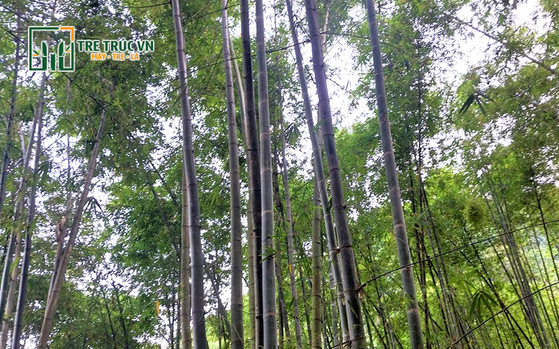 Cây Xà Cừ: Đặc Điểm, Công Dụng Vượt Trội và Hướng Dẫn Trồng Chi Tiết