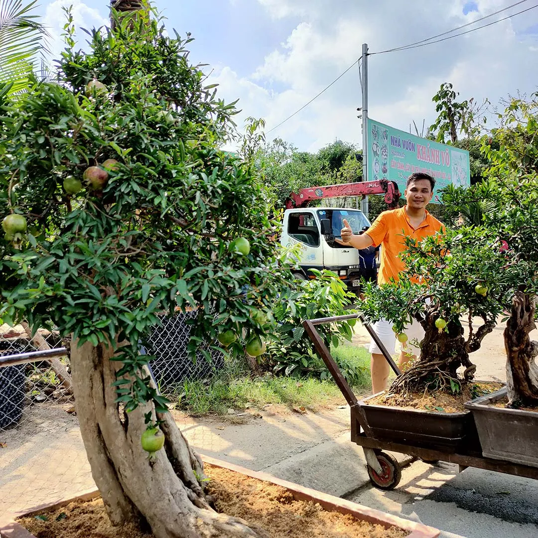 Cây lựu đỏ bonsai dáng cổ thụ độc đáo