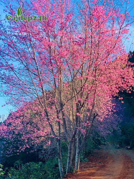 Báo Giá Cây Mai Anh Đào: Chi Phí Sở Hữu Vẻ Đẹp Mùa Xuân Của Bạn