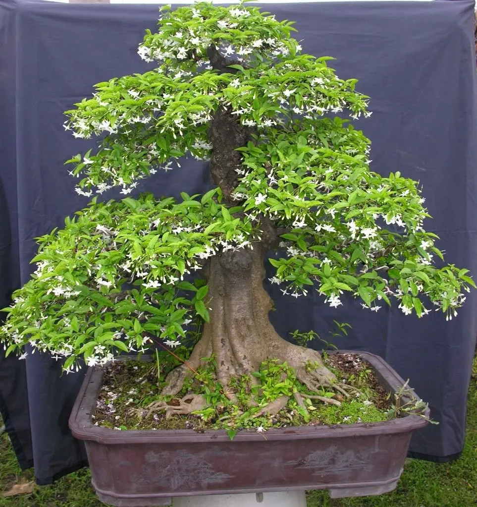 Mai chiếu thủy có thân gỗ, khá sần sùi