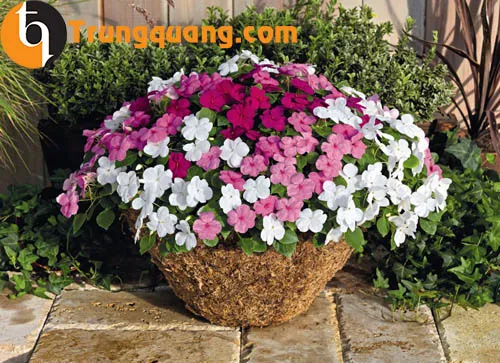 Cây mai địa thảo trồng trong chậu lớn