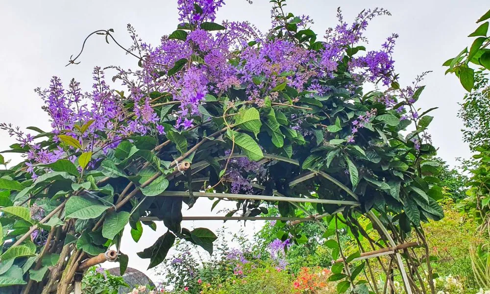 Cận cảnh bông hoa mai xanh tím rực rỡ trên giàn leo