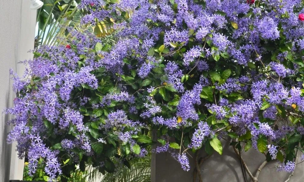 Cây mai xanh Thái đang trong giai đoạn phát triển tốt