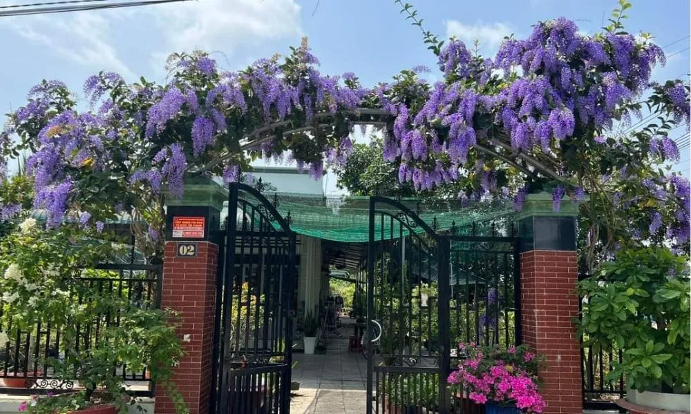 Kỹ thuật tỉa cành để cây mai xanh ra nhiều hoa hơn