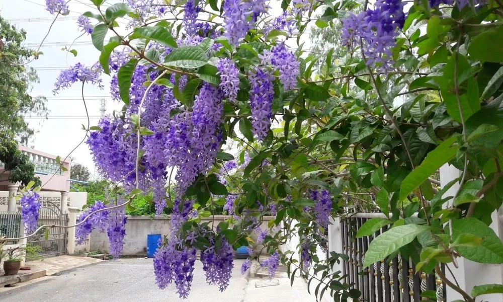 Giàn hoa mai xanh nở rộ che mát không gian sân vườn