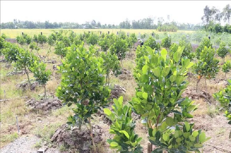 Chuẩn bị hố trồng cây mít Thái với lớp phân lót hữu cơ