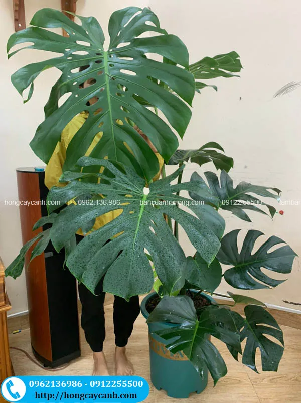 Cây monstera lá to không lồ