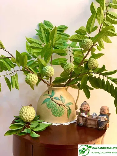 Cây na trồng chậu đặt trong nhà làm cảnh