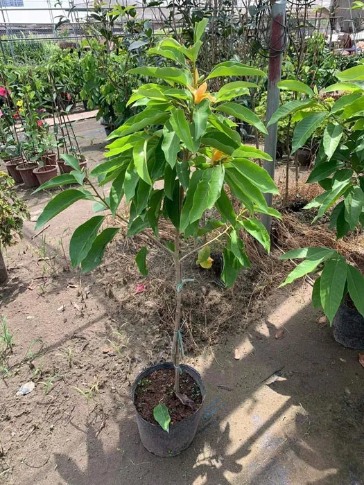 Cây ngọc lang hoa vàng cao 1m