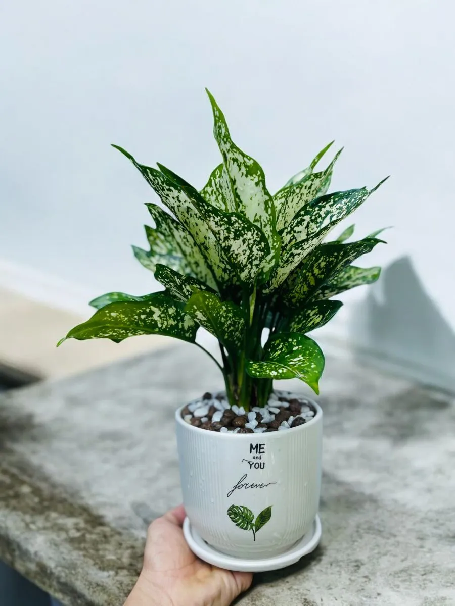 Cây ngọc ngân để bàn trồng trong chậu sứ trắng