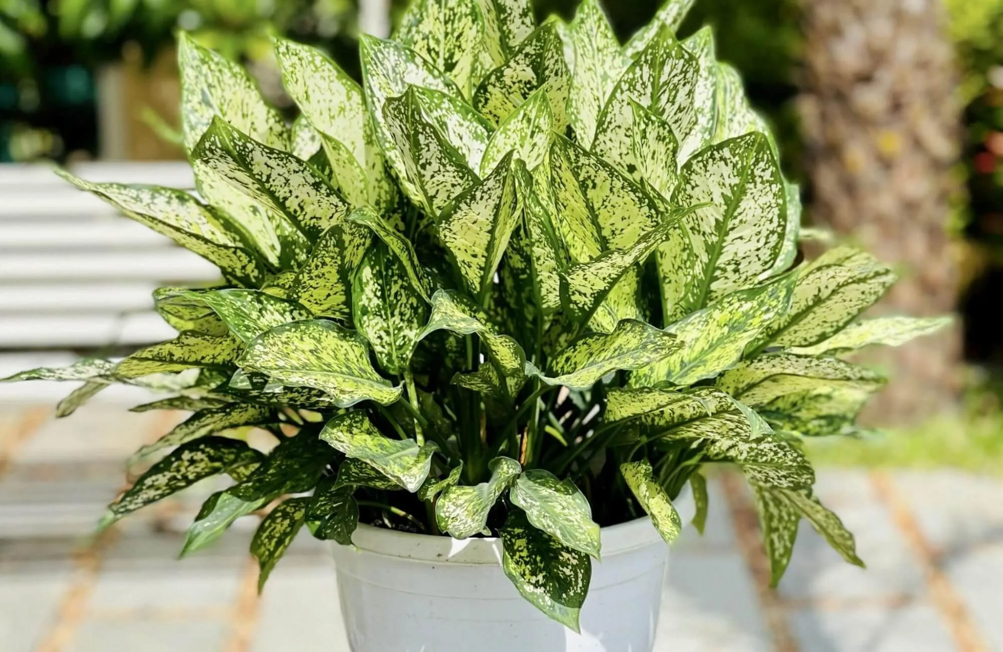 Cây Ngọc Ngân không hợp mệnh Hỏa