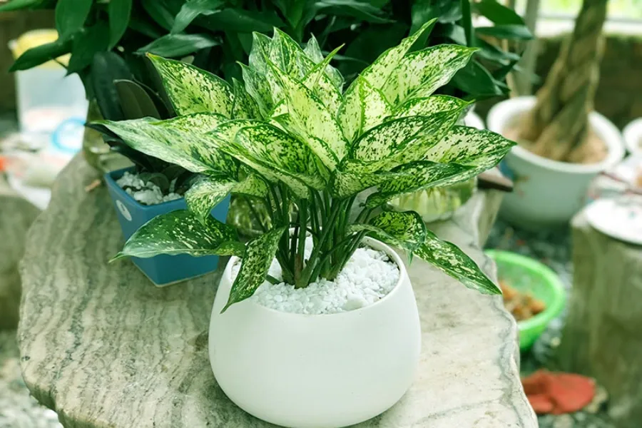 Cây ngọc ngân PITO