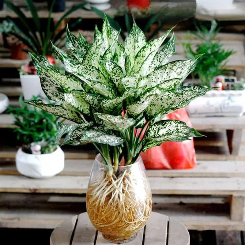 Các loại cây trồng thủy sinh dễ trồng - Cây ngọc ngân