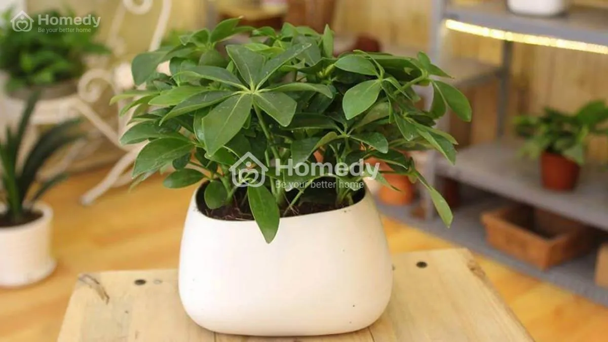 Cây ngũ gia bì giúp xua đuổi nguồn khí độc, hút may mắn